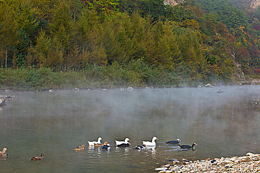 湖,水面,雾气,蒸腾,白雾,水蒸气,缥缈,仙境,灵性,家禽,鸭子,鹅,游动,自在,安静,自然,风光