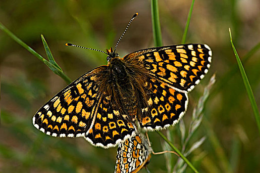 豹纹蝶,匈牙利