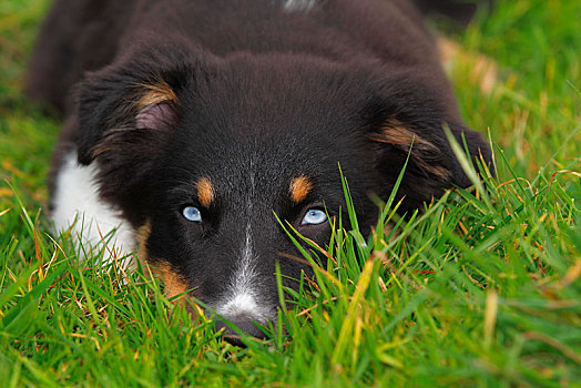 黑色,澳洲牧羊犬,小狗,蓝眼睛