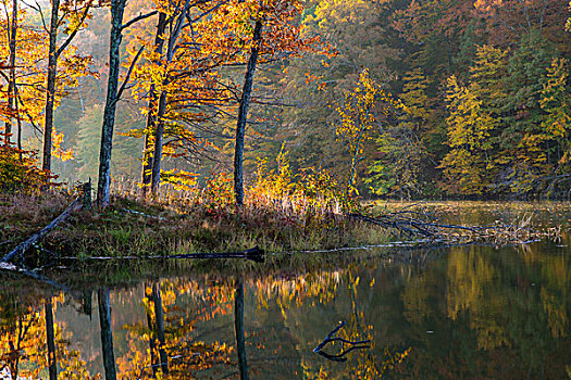 逆光,树,湖,注视,秋天,褐色,州立公园,印地安那,美国