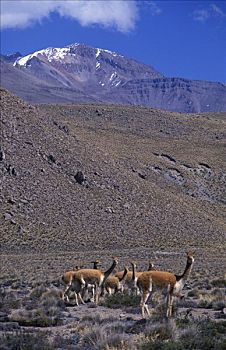 小羊驼,美洲驼,高原,阿雷基帕,柯卡谷