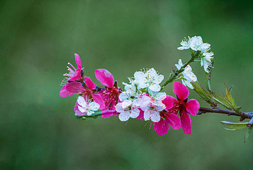 阳春三月桃花盛开