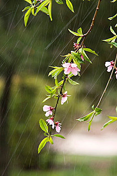 桃花雨