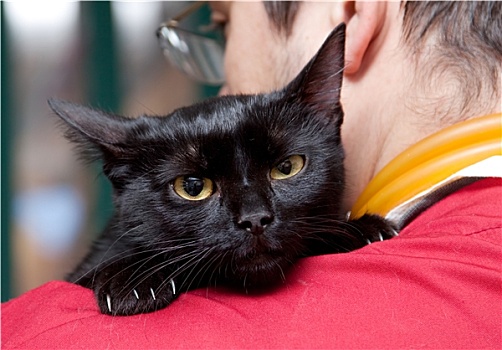 兽医,抚摩,可爱,黑猫
