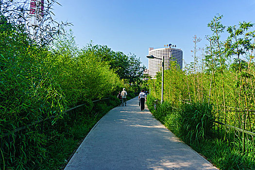 泉城公园竹林