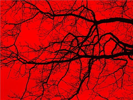 树枝,细枝,红色,背影