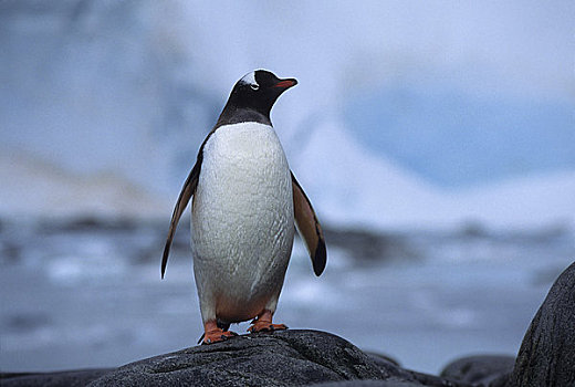 南极,港口,巴布亚企鹅