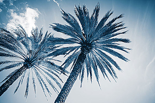 两个,棕榈树,上方,阴天,照片,蓝色调,滤镜效果