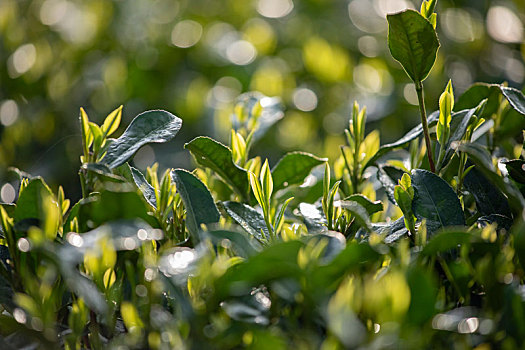 杭州西湖龙井春茶芽逆光