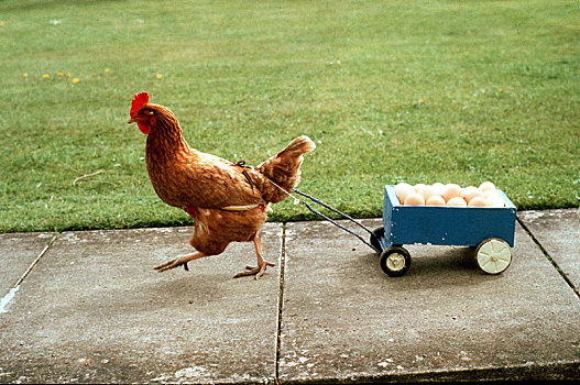 鸡,手推车,蛋,英格兰,英国