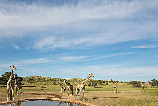 南方,长颈鹿,牧群,汇集,雨水,水池,河床,下雨,季节,绿色,环境,积云,卡拉哈里沙漠,卡拉哈迪大羚羊国家公园,南非,非洲