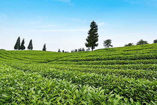 有机茶园