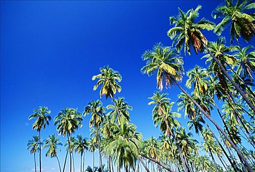 夏威夷,高,棕榈树,鲜明,蓝天