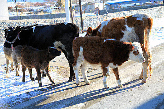 新疆巴里坤,小牛哺乳