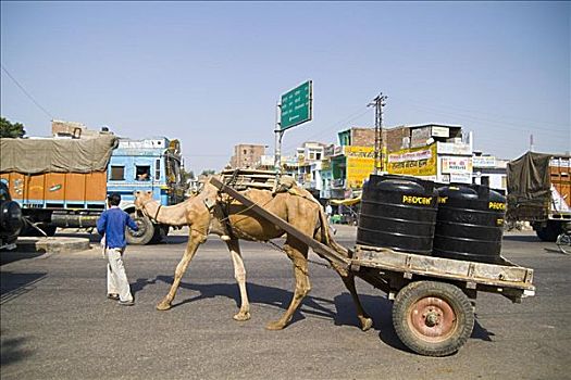 印度,拉贾斯坦邦,靠近,手推车,大,罐,骆驼,小,乡村