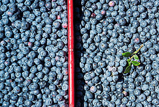 蓝莓,丰收