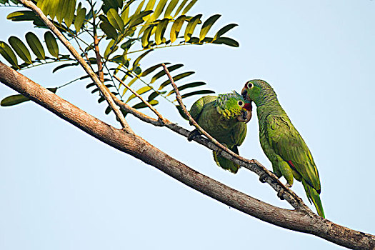 亚马逊河鹦鹉,栖息,树枝,一对,相互,梳理,省,哥斯达黎加,北美