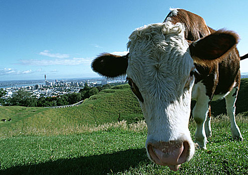 母牛,草场,城市,远景