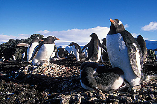 南极,利文斯顿,岛屿,巴布亚企鹅,幼兽,幼禽,巢穴,栖息地