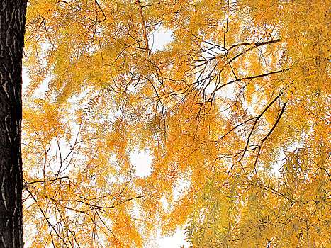 秋天的金色树叶