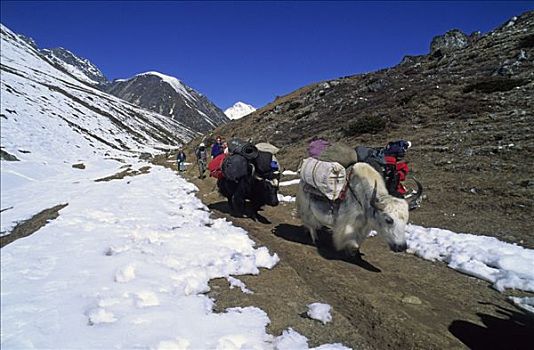 牦牛,靠近,尼泊尔