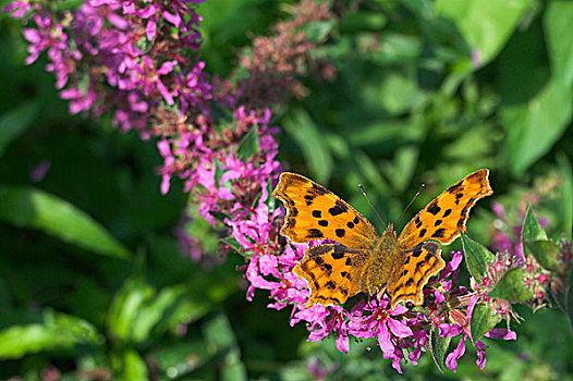 银纹多角蛱蝶,北莱茵威斯特伐利亚,德国,欧洲
