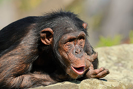黑猩猩,雄性,叫,非洲,俘获,德国,欧洲