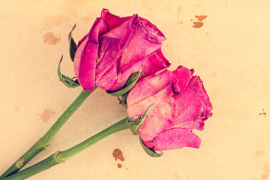 两个,粉色,玫瑰,老,纸,背景
