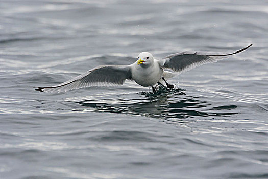 挪威,斯瓦尔巴特群岛,岛屿,黑脚三趾鸥,三趾鸥,飞行