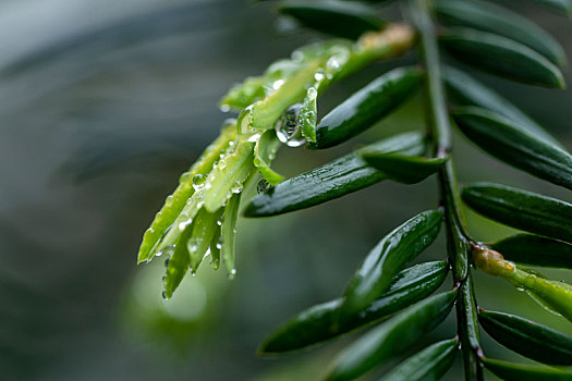 珍稀植物水杉树雨后叶子上的水珠