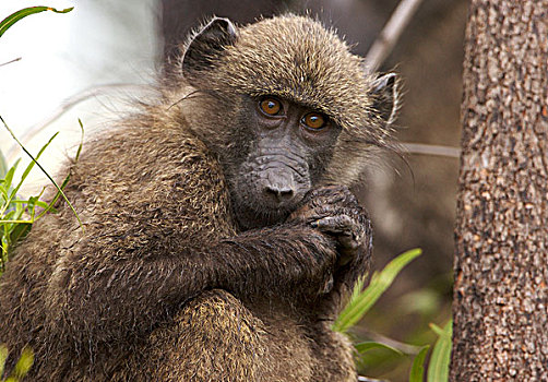 狒狒,年轻,坐,树,皮兰博格国家公园,南非,非洲