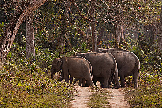 印度象,国家公园,印度