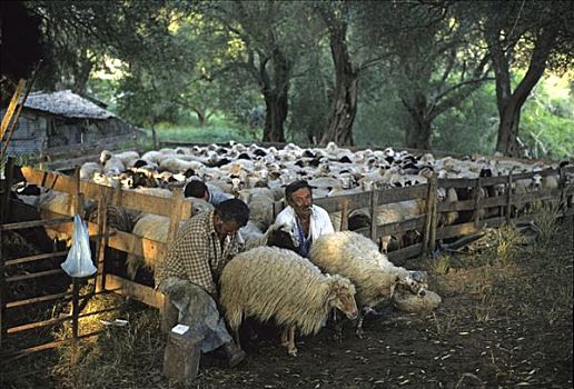 牧羊人,牛奶,绵羊,科孚岛,希腊