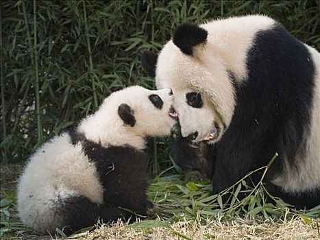 大熊猫,玩,幼兽,中国
