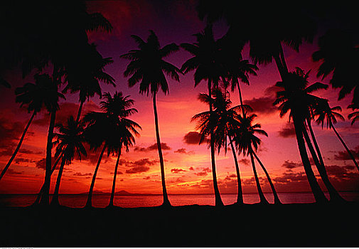 剪影,棕榈树,黄昏,泻湖,密克罗尼西亚