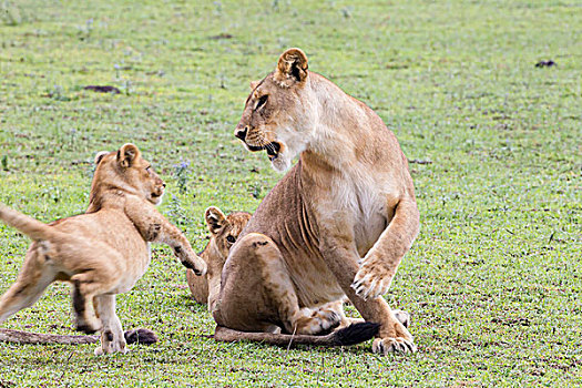 雌狮,幼兽,移动,一个,爪子,三个,空中,恩戈罗恩戈罗,保护区,坦桑尼亚