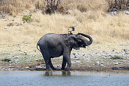 非洲象,泥,浴,水坑,埃托沙国家公园,纳米比亚,非洲