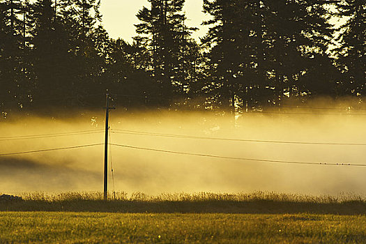 树,雾,半岛,温哥华岛,不列颠哥伦比亚省,加拿大