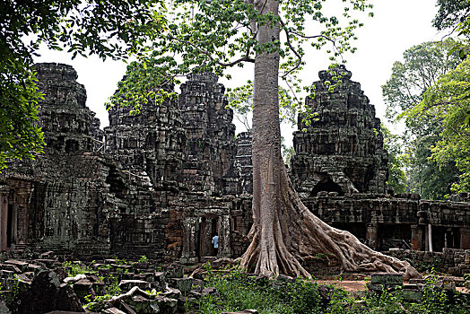 柬埔寨,吴哥,庙宇,塔普伦寺,巨树