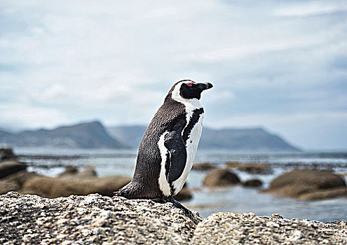 黑脚企鹅,靠近,城镇,开普敦,南非