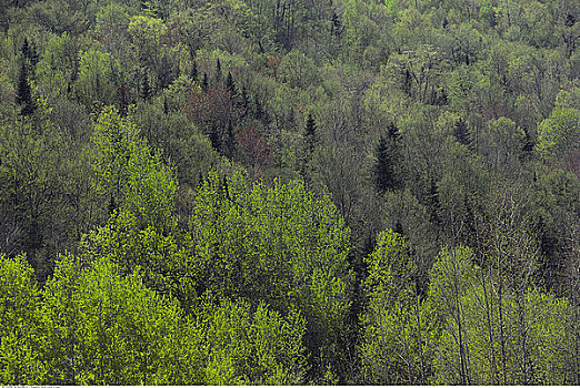 俯视,树林,新布兰斯维克,加拿大