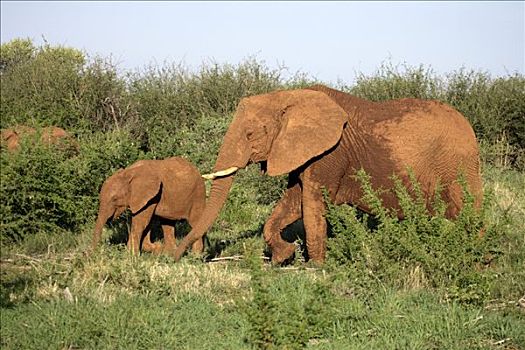 非洲,灌木,大象,非洲象,国家公园,南非