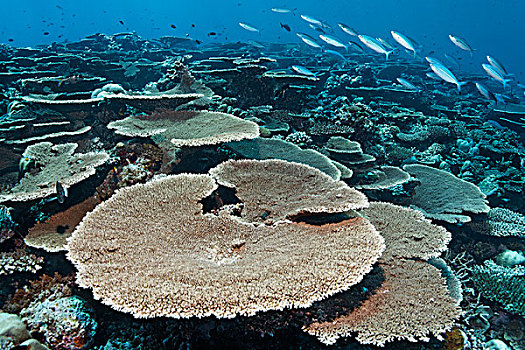 礁石,桌面珊瑚,桌子,珊瑚,印度洋,南马累环礁,马尔代夫,亚洲