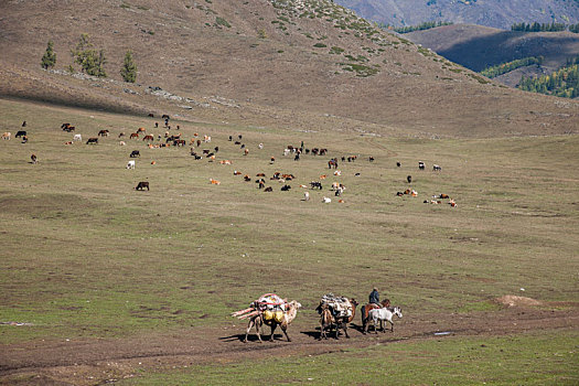 新疆布尔津县贾登峪镇旁草场一年一度牧民牛羊大迁徙----转场