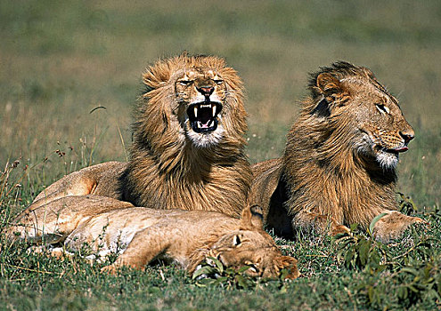 非洲狮,狮子,雌性,两个,肯尼亚