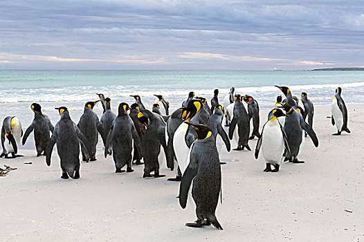 帝企鹅,自愿角,东福克兰,岛屿,福克兰群岛,南美