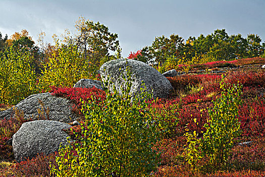 秋天,蓝莓,贫瘠,花冈岩,石头,东方,缅因,美国
