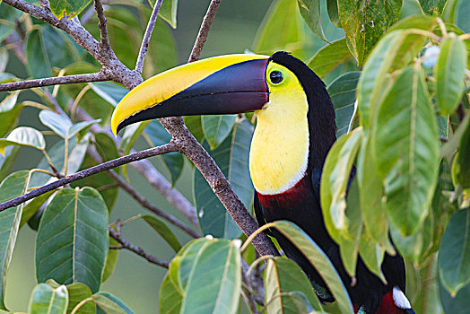 巨嘴鸟,坐,树上,雨林,哥斯达黎加,中美洲