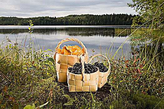 浆果,蘑菇,篮子,湖