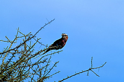坦桑尼亚,塞伦盖蒂,紫胸佛法僧鸟